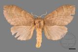 ǦW:Lasiocampidae