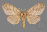 ǦW:Lasiocampidae