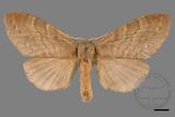 ǦW:Lasiocampidae