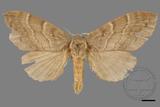 ǦW:Lasiocampidae