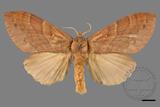 ǦW:Lasiocampidae