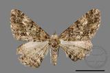 ǦW:Alcis taiwanovariegata