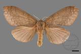 ǦW:Lasiocampidae