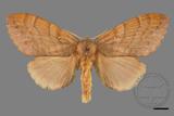 ǦW:Lasiocampidae