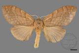 ǦW:Lasiocampidae