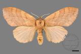 ǦW:Lasiocampidae