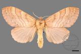 ǦW:Lasiocampidae