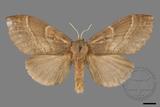 ǦW:Lasiocampidae