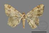 ǦW:Macaria abydata