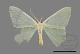 ǦW:Pelagodes antiquadrarius