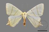 ǦW:Ourapteryx sciticaudaria