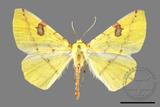 ǦW:Opisthograptis punctilineata