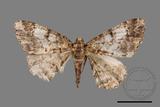 ǦW:Alcis taiwanovariegata