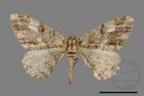 ǦW:Alcis taiwanovariegata