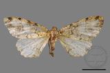 ǦW:Deileptenia rimosaria