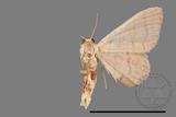 ǦW:Scopula mecysma