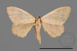 ǦW:Scopula mecysma