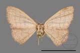 ǦW:Scopula mecysma