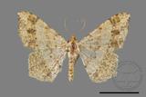 ǦW:Macaria abydata