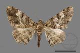 ǦW:Alcis taiwanovariegata