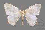 ǦW:Ourapteryx caecata