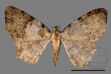 ǦW:Psilalcis albibasis