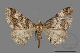 ǦW:Alcis taiwanovariegata