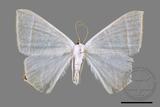 ǦW:Ourapteryx caecata