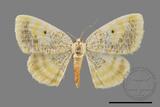 ǦW:Euchristophia cumulata meridionalis