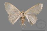 ǦW:Idaea sp.