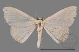 ǦW:Scopula sp.