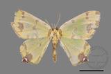 ǦW:Agathia lycaenaria