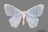 ǦW:Ourapteryx caecata