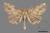 ǦW:Menophra anaplagiata