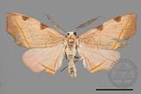 ǦW:Hypochrosis rufescens