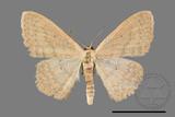 ǦW:Scopula sp.