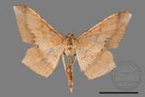 ǦW:Trigonoptila calidata