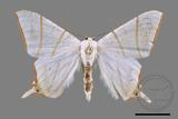 ǦW:Ourapteryx clara formosana