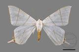 ǦW:Ourapteryx clara formosana