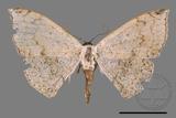 ǦW:Somatina plynusaria