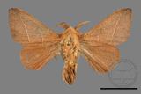 ǦW:Syrastrena sumatrana obliquilinea