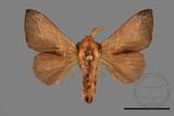 ǦW:Syrastrena sumatrana obliquilinea