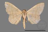 ǦW:Scopula mecysma