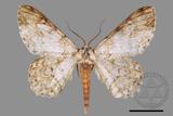 ǦW:Cusiala boarmioides