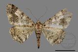 ǦW:Alcis taiwanovariegata