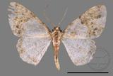 ǦW:Psilalcis albibasis