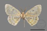 ǦW:Euchristophia cumulata meridionalis