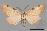 ǦW:Hypochrosis rufescens