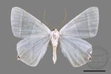 ǦW:Ourapteryx caecata