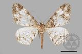 ǦW:Alcis admissaria undularia